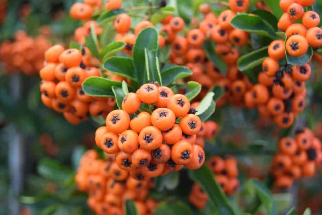 Pyracantha 'Orange Glow' <span class="hidden specialOffer"></span> 60-80 cm